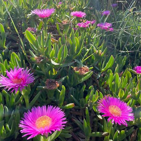 Appartamento In Villa Con Giardino Vicino Al Mare Bella Farnia エクステリア 写真