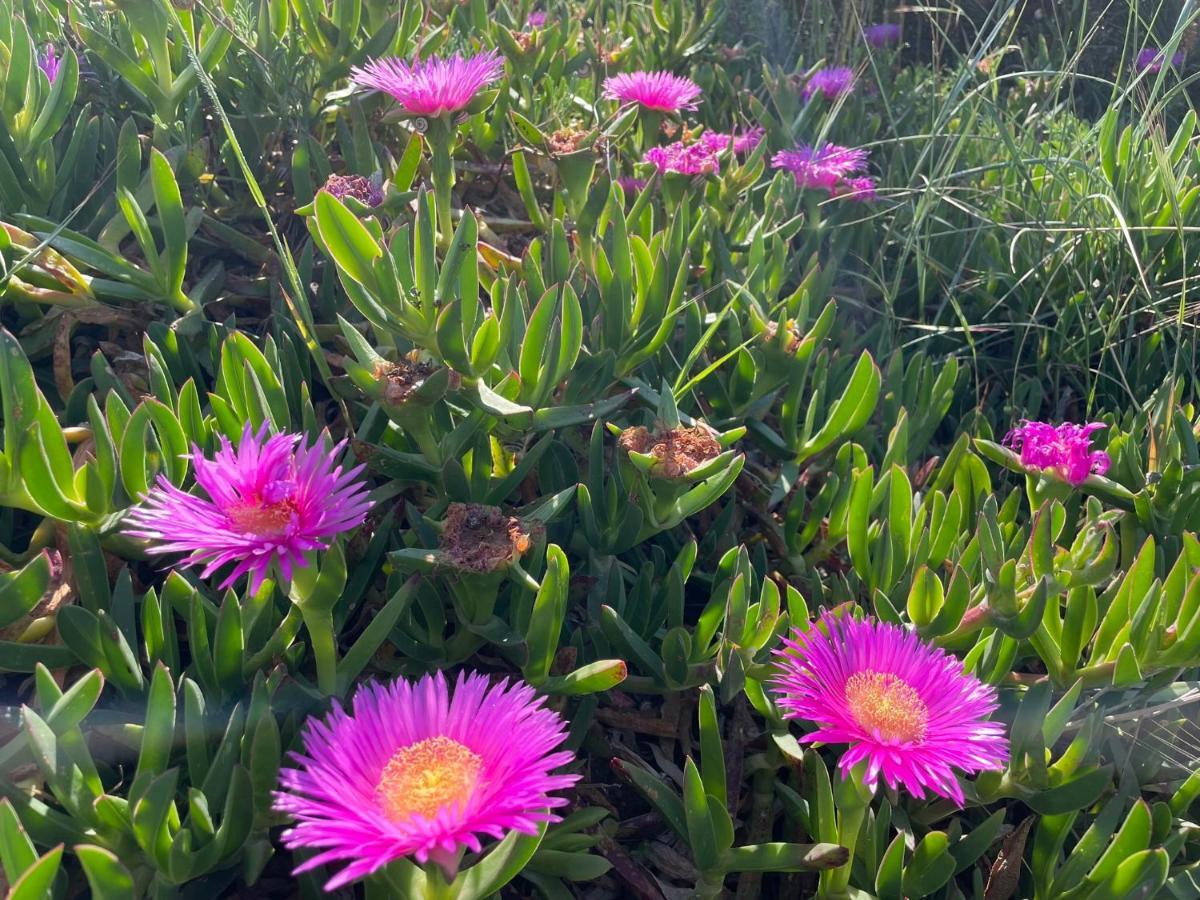 Appartamento In Villa Con Giardino Vicino Al Mare Bella Farnia エクステリア 写真